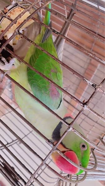 Green parrot (mithu) 5