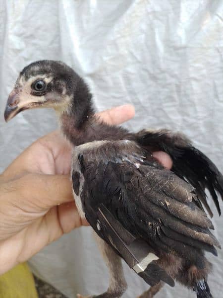 Thai aseel chicks or parmoz Madi available 3