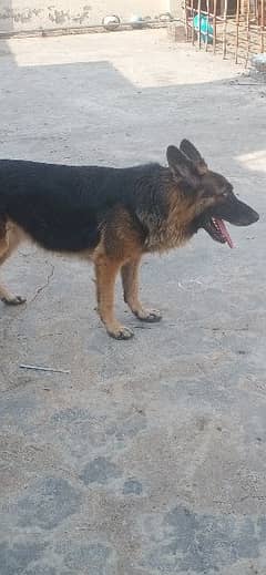 Female german shepard for sale