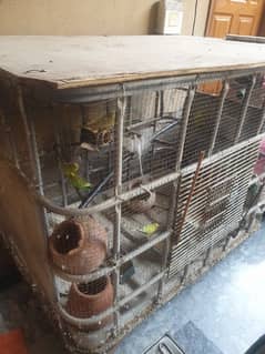 9 Australian Parrots and 1 Cockatiel Parrot With Big Cage For Sale