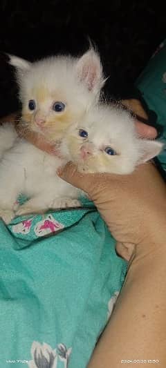 Persian Kittens for sale