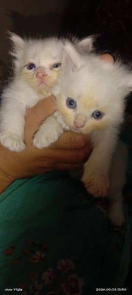 Persian Kittens for sale 1