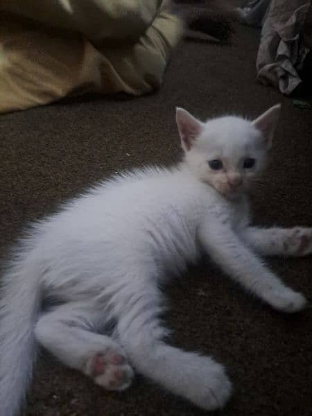 double coat  tarkish  angora kitten 2