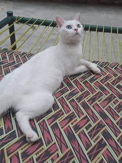 tarkish angora cat