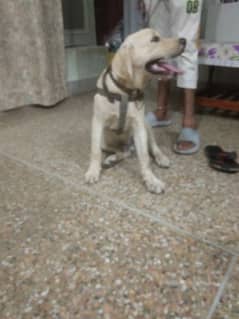 Labrador male