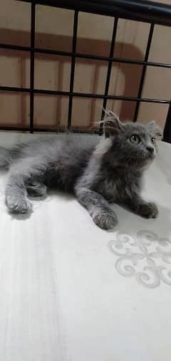 Persian kitten for sale