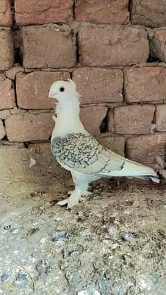 sentient 5 breeder pair garented and 2 pair chicks available