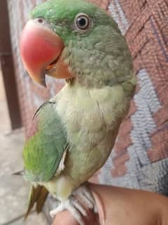 hand tame parrots available