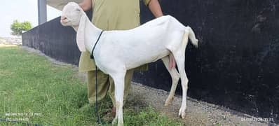 Rajan Puri Goat With Kids