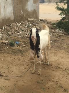 bakri