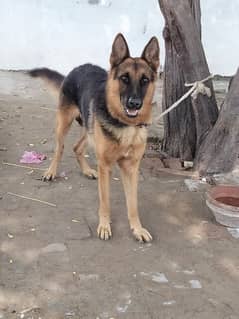 German shepherd stock cort 0