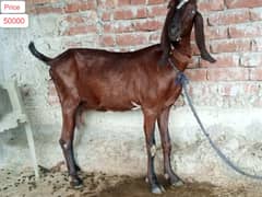 Goat | bakri | sheep | Breader | | بکری  | bakri for sale.