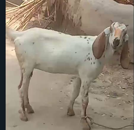 Goat | bakri | sheep | Breader | | بکری  | bakri for sale. 3