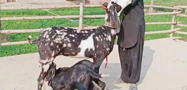 2 Bachon Wali Bakri Sale Call 03460421993