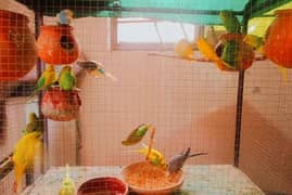 Australian Parrots/Budgies Pair For Urgent Sale.