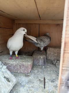 pigeons for sale