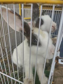 Cute rabbits with cage