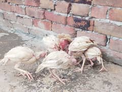 6 chicks for sale