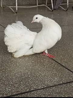 Breeder fantail pigeon