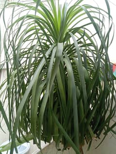 Ponytail palm