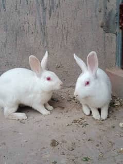 Rabbits adult pair healthy and active