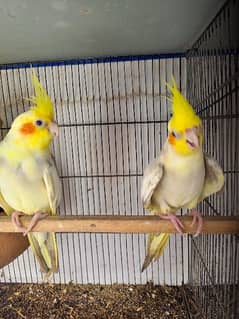 cocktails pair for sale