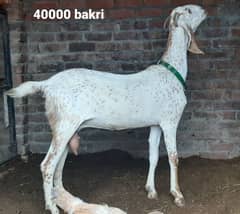 pure desi makhi chena khassi bakra or bakri