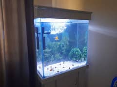 fish aquarium