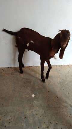 pure desi sialkoti bakra for sale age 15months