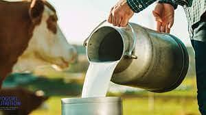 assalam o alaikum milk supply pury qasimabad mein