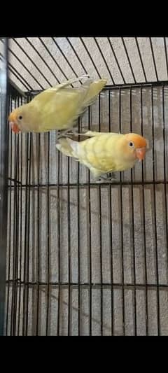 Creamino,Decino,Albino Red Eyes,Parblue Opline Pale Fallow Lovebirds