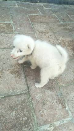 Russian Dog Male 1 Month Age Good Health And Active