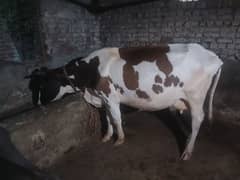 cows for sale at cheap proce