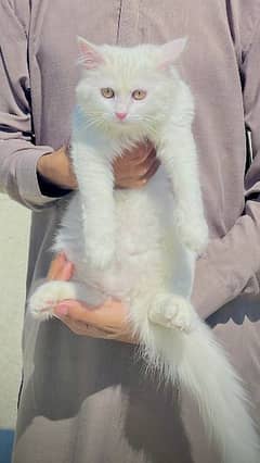 Female Persian Cat