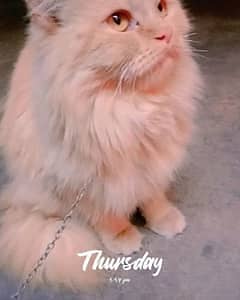 Persian Cat tripple Coated available for sale in lahore 03284851753