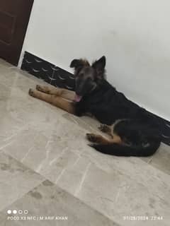 Germen Shepherd Puppy 5 Months Old