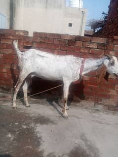 makhi cheni bakri ghaban for sale