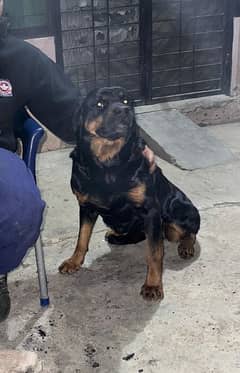 Rottweiler female