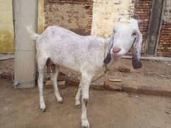 4 Bakria 1 Bakra For Sale Goats