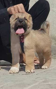 Kurdish Kangal Dog | Security Dog | Afgan Kochi Dog