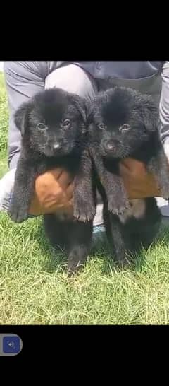 Black German shepherd |German shepherd puppies Double Coat