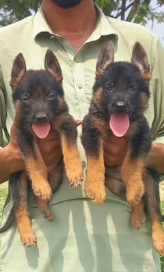 German shepherd puppies Double Coat | German shepherd Pair For Sale