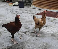 pure aseel hens for sale