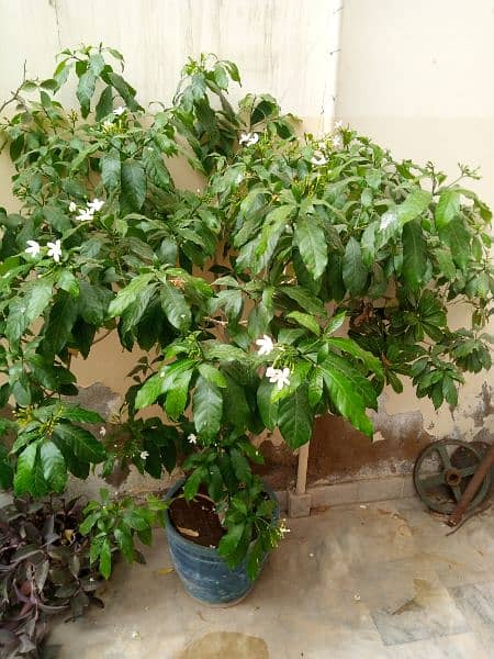 plant for sale 6