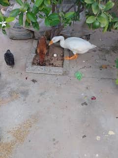 duck female for sale