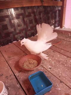 one female pigeon for sale 0