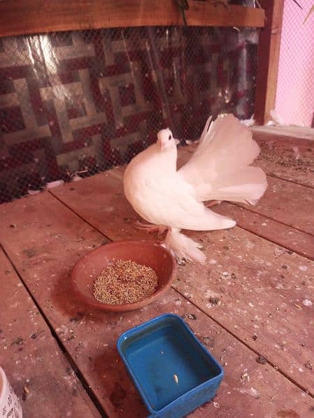 one female pigeon for sale 1