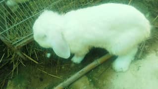 Holland lop