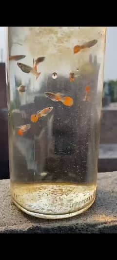 guppies pair and 7 babies