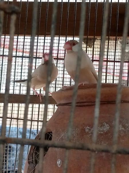 Silver Java | Fawn Java | Gray Java| Albino For Sale 2